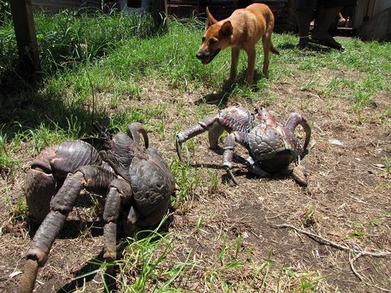 COCONUT CRAB