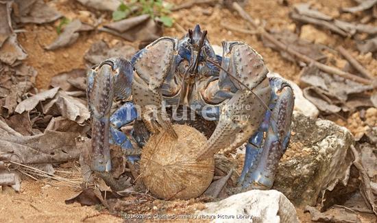 COCo<em></em>nUT CRAB