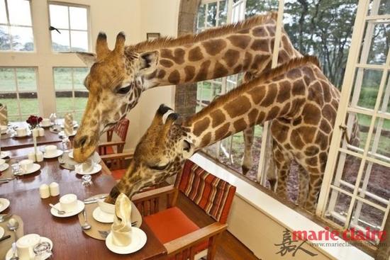 长颈鹿庄园（Giraffe Manor）