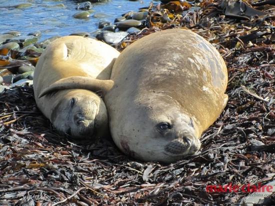 Sea Lion Lodge