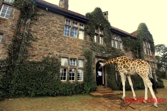 长颈鹿庄园（Giraffe Manor）