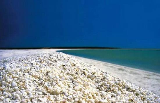 贝壳沙滩位于西澳大利亚，这是一个纯粹由贝壳组成的海岸线，蔓延整整110公里这些贝壳堆积如山、深达数米那叫一个奢侈……