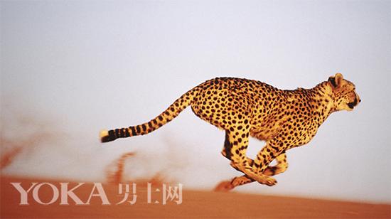 ӭ԰֮͹