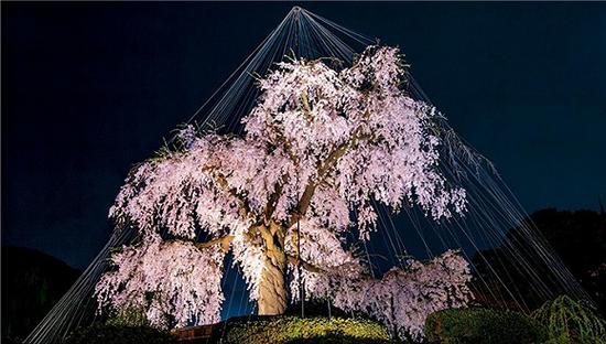 线网为樱花树添加了一层神秘的气质。图片来源：DIANE COOK AND LEN JENSHEL