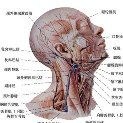 脸部淋巴分布图展示 教你淋巴排毒按摩手法