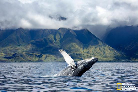 摄影：DAVE FLEETHAM， GETTY IMAGES