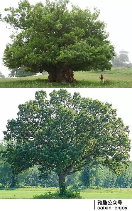 上：欧洲佩特拉橡树；下：美洲白橡树