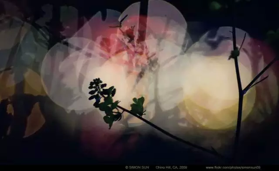 花卉摄影秘籍 拍花必知的6个攻略