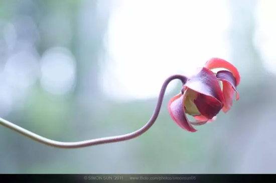 花卉摄影秘籍 拍花必知的6个攻略