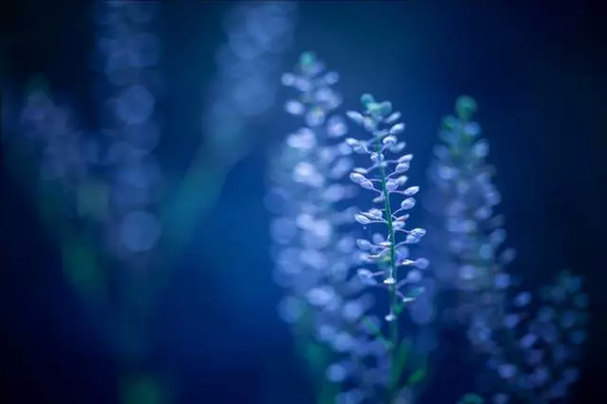 花卉摄影秘籍 拍花必知的6个攻略