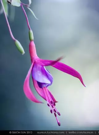 花卉摄影秘籍 拍花必知的6个攻略