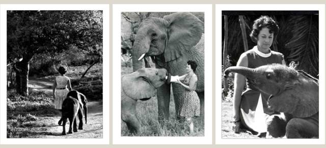 达芙妮·谢尔德里克，大象研究专家、大象孤儿院创始人，环保主义者、作家