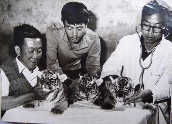 黔灵山动物园老照片，饲养员正在给三只幼虎体检