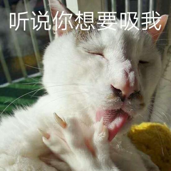 作为一个对猫