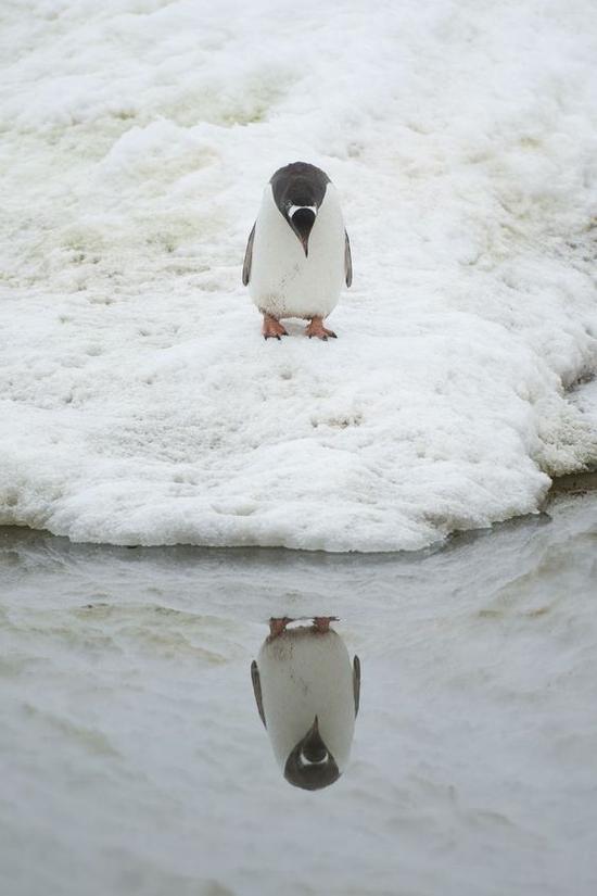 巴布亚企鹅 图片来源自fabforgottennobility.tumblr.com