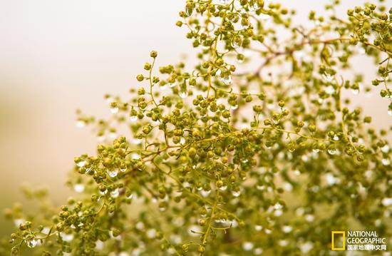 沙蒿的果实和叶子上挂满了雾气凝结而成的水珠。