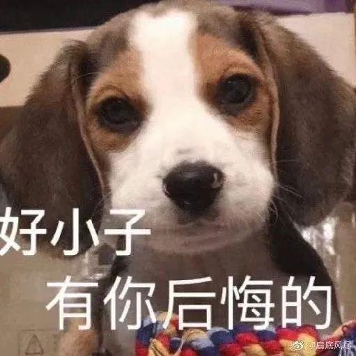 嘬嘬嘬小狗表情包 f294-knqqqmv5017802.jpg