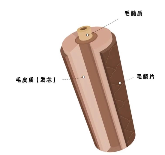 模拟头发横截面示意图