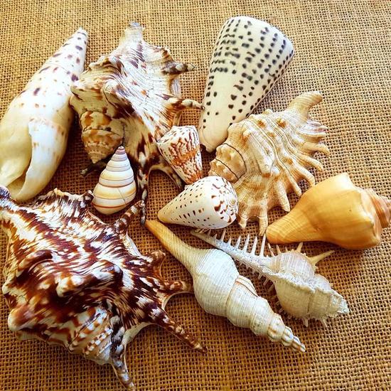 Trochus shell
