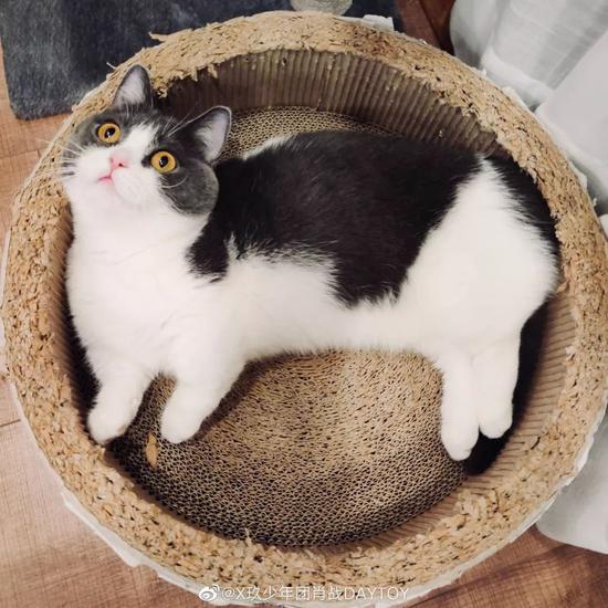 肖战胡歌李现 来领取你的猫系男友吧