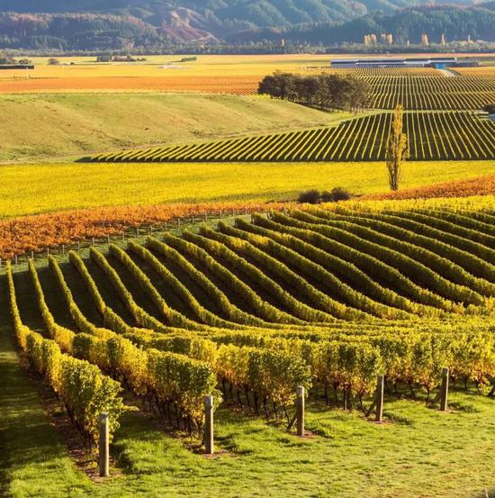 &copy;Matteo Colombo/Getty Images