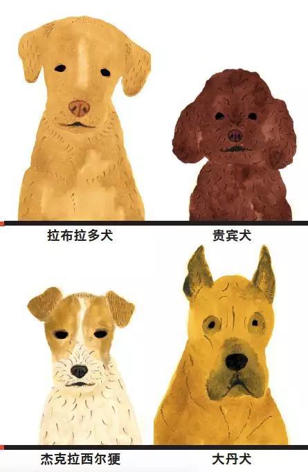 Dog Portrait系列