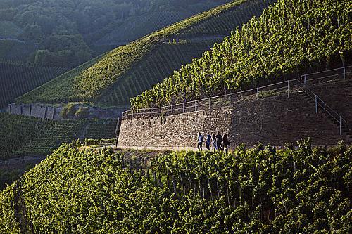 图片来源：www.germanwines.de