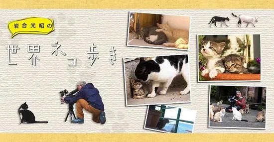 这位日本摄影师为了拍猫 花费7年走遍50个地区