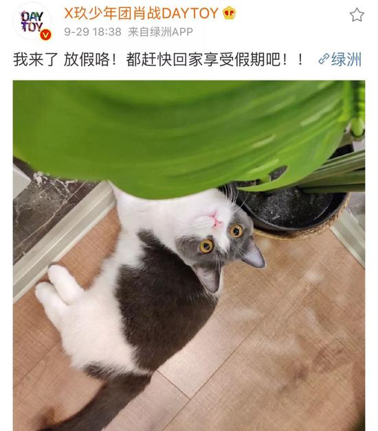 肖战胡歌李现 来领取你的猫系男友吧