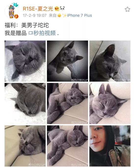 肖战胡歌李现 来领取你的猫系男友吧
