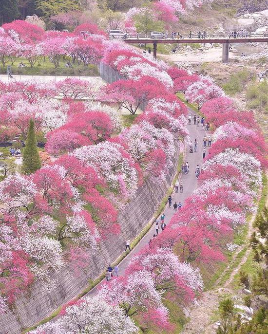 桃花林 图片来源自Pinterest@INFRAROUGE & PIGMENT vert