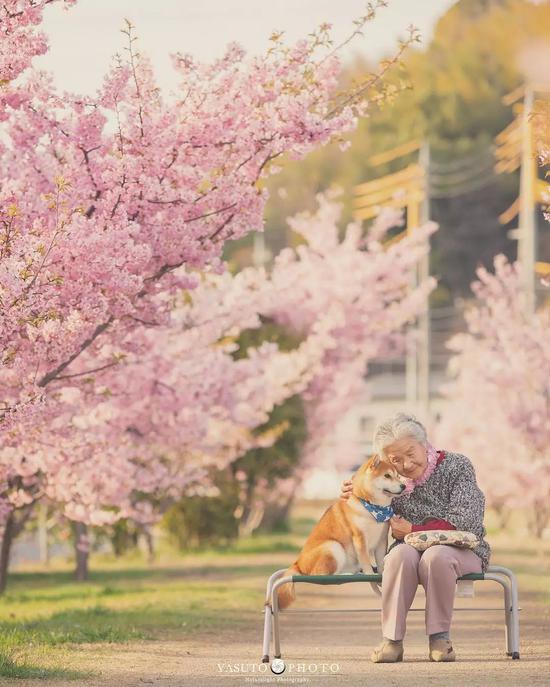 樱花树下奶奶和柴犬的一组照片 暖哭12万网友