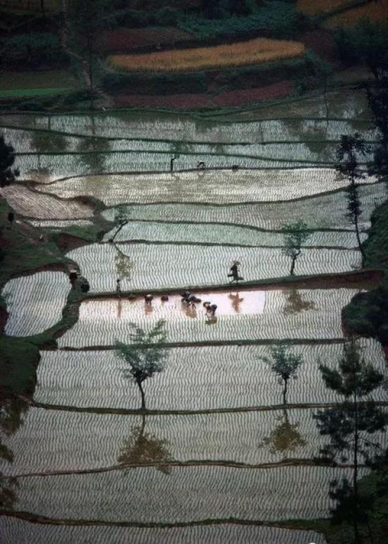 四川洛山附近的稻田,