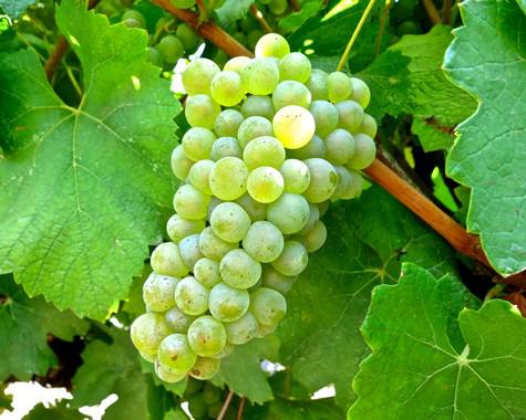图片来源:lodiwine