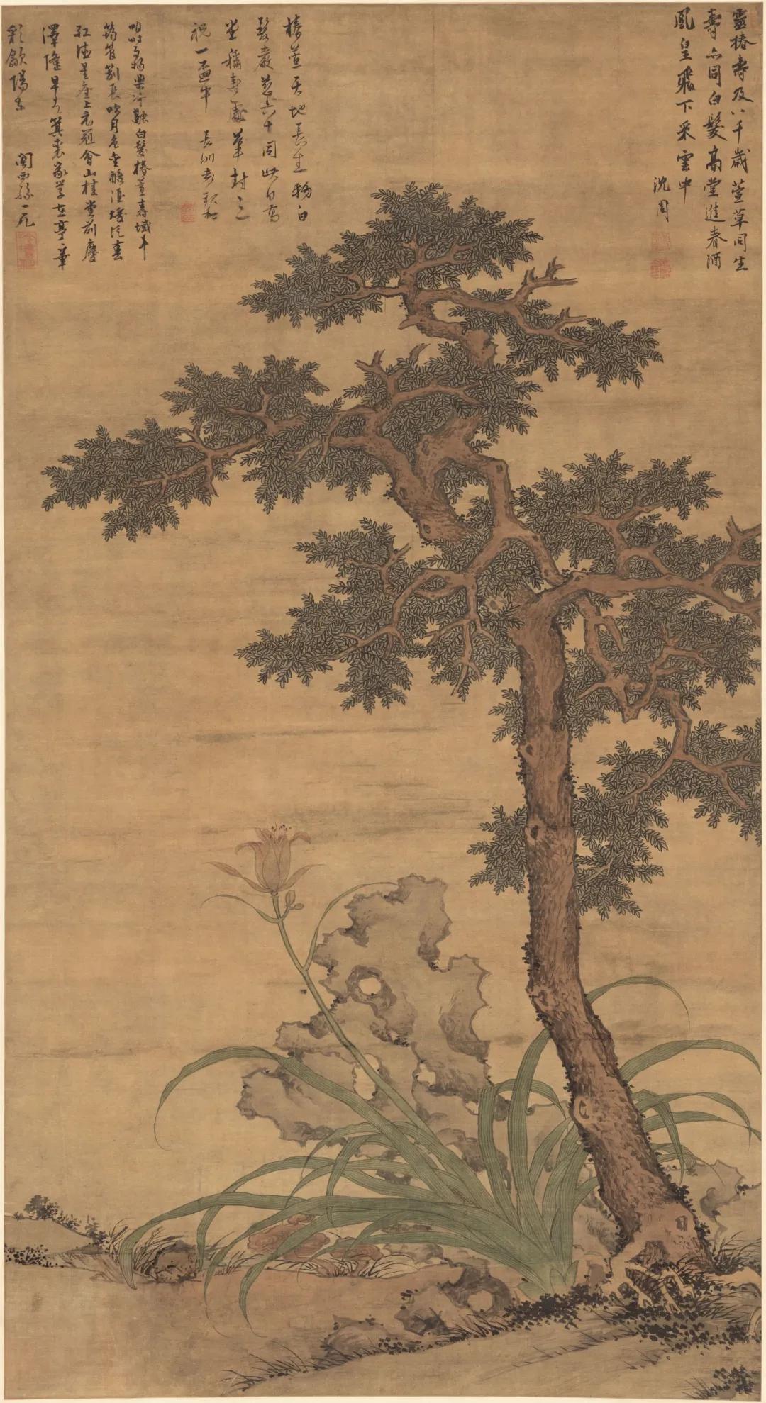明 沈周 椿萱图