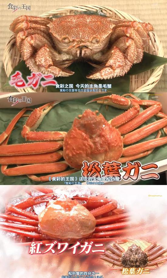 从上至下分别是毛蟹、松叶蟹、红雪蟹