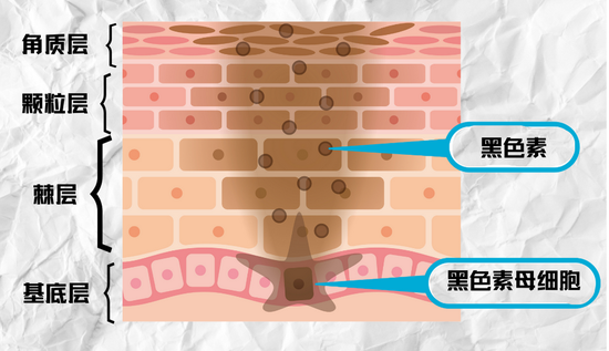 cr:图虫创意,制图于canva