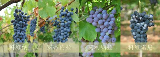 图片来源：Terroir Amarone