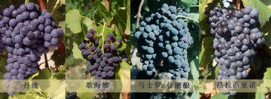 图片来源：Wikipedia & Plantgrape