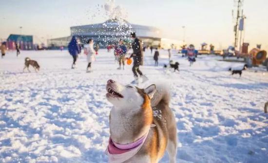 去看雪橇犬发出的铃铛的清脆。