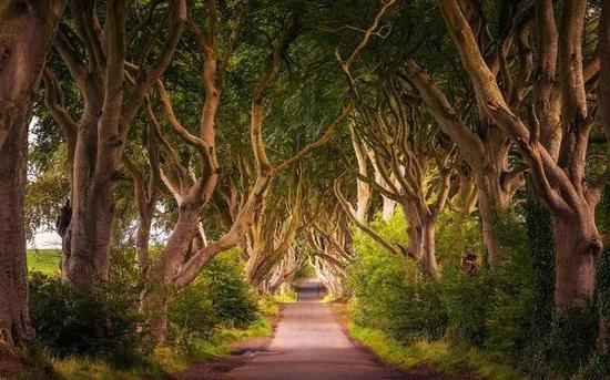 黑暗树篱(Dark Hedges),北爱尔兰