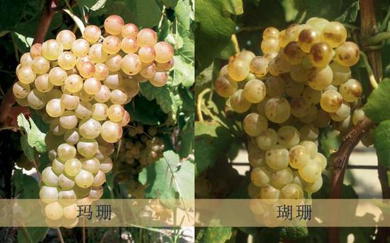 图片来源：Plantgrape