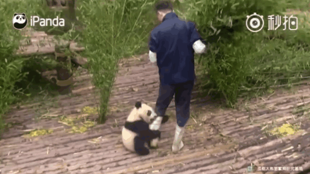 (来抱我的大腿吧!)