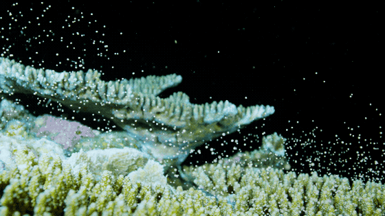 珊瑚产卵瞬间：每年只发生20分钟