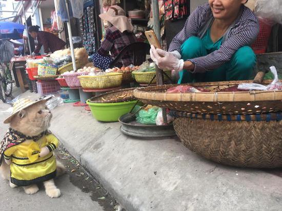 Chó