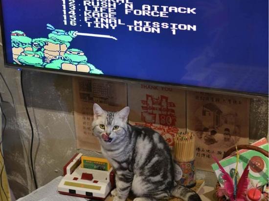 鼓捣猫呢咖啡店里的猫