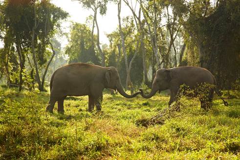 泰国清莱“金三角象园安纳塔拉度假酒店”在公益象园愉快生活的被保育亚洲象