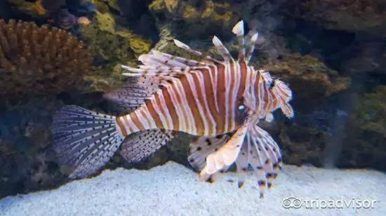 Oceanario de Lisboa 葡萄牙