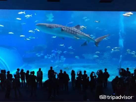 Okinawa Churaumi Aquarium  日本