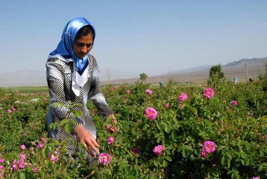 选择纯净挑战百搭Tautropfen玫瑰柔肤纯露|天露芬Tautropfen|有机护肤品牌|玫瑰柔肤纯露_新浪时尚_新浪网
